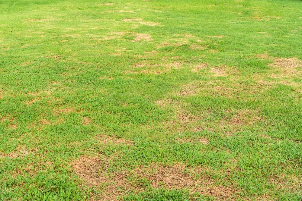 Tarrant County lawn disease treatments.