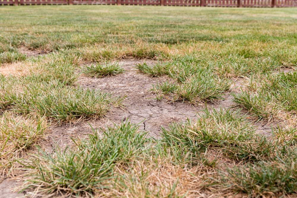 What to do about dry hot spots in your lawn.
