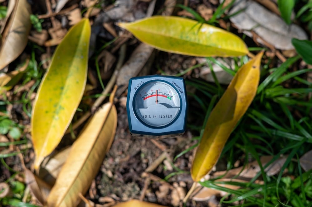 Get your soil ph levels tested for proper fertilization.