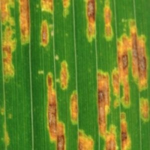 Grey Leaf Spot - Will It Kill My Lawn? - Green Top Lawn Care