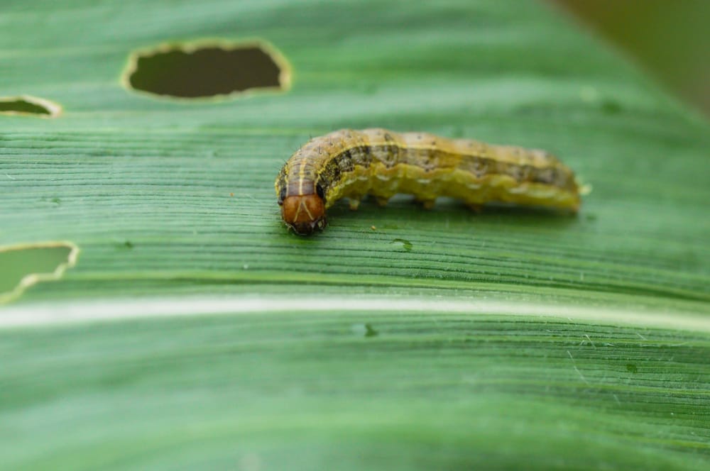 Preventing armyworms from invading your lawn.