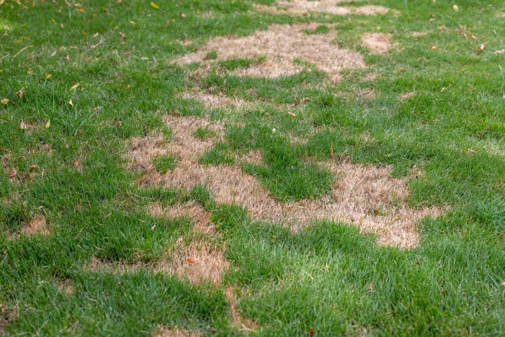 Grass affected by chinch bugs.
