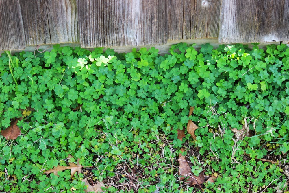 We can help you get a clover-free yard in North Texas.