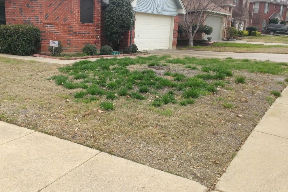 Fescue Control in Bermuda and St. Augustine Lawns.
