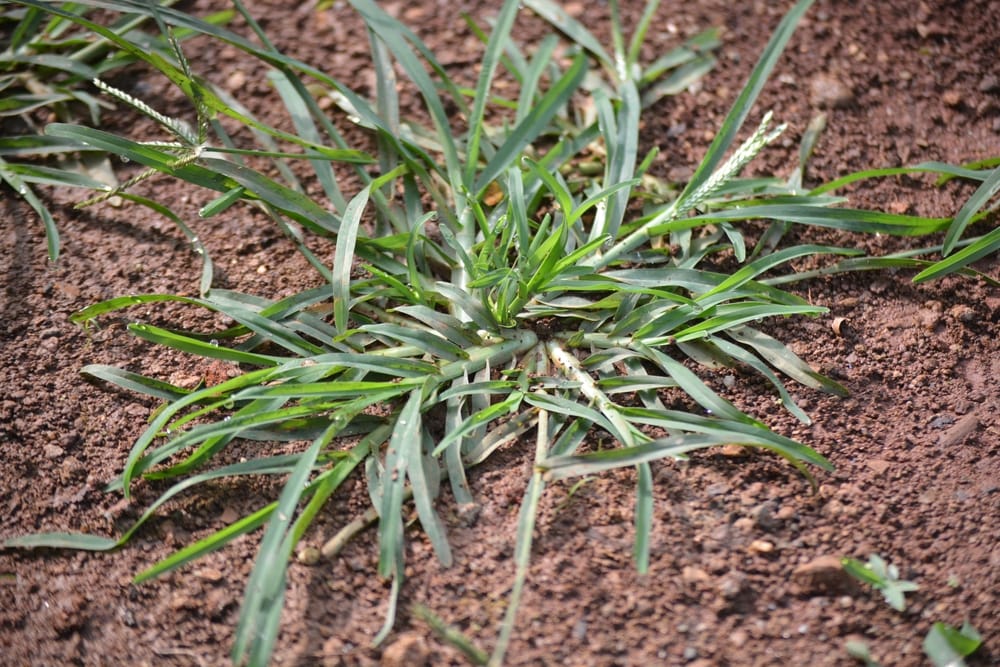 Can I Kill Goosegrass? Green Top Lawn Care