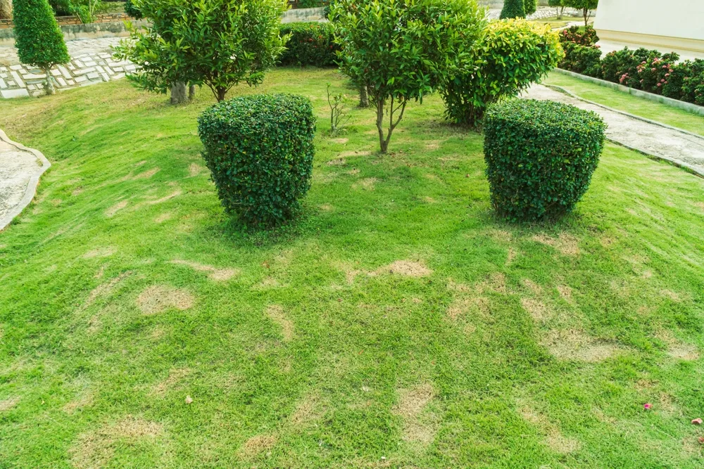 Seven worst lawn problems in North Texas.