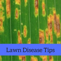 Lawn Disease Quick Tips
