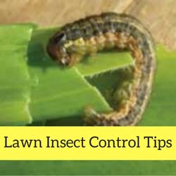 Lawn Insect Control Quick Tips