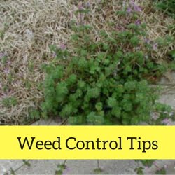 Weed Control Quick Tips