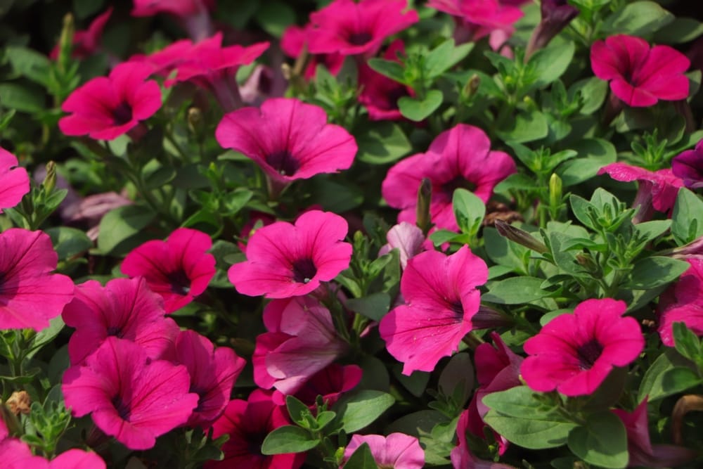 Colorful annual flowers for North Texas landscape.