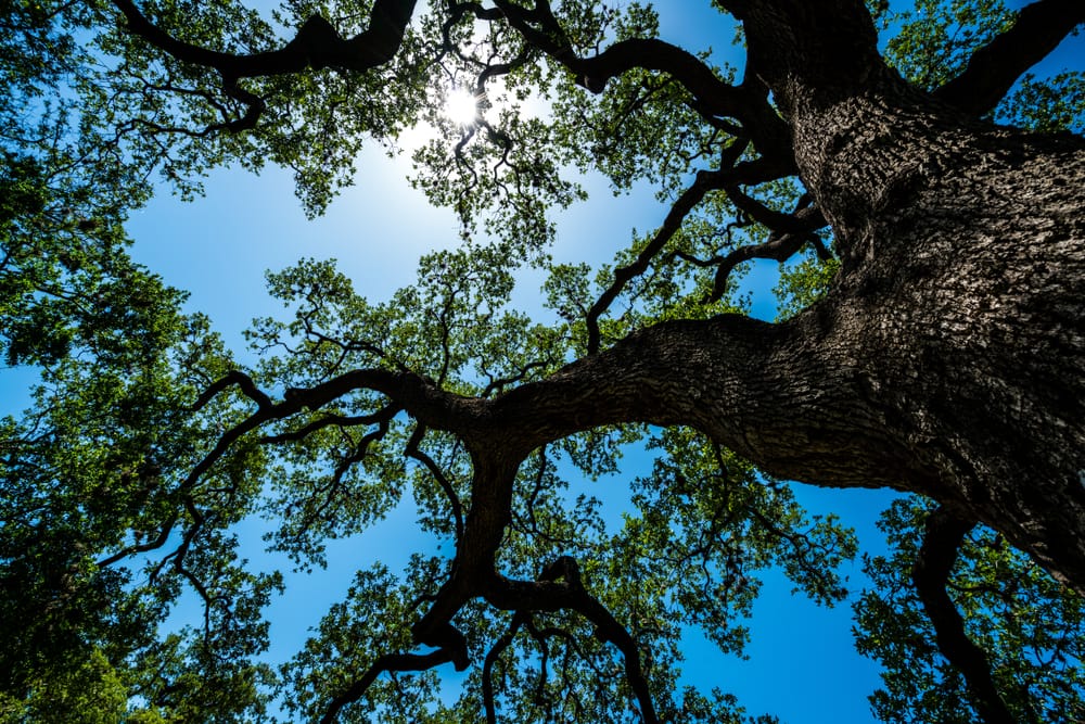 Live oak disease and insect issues.