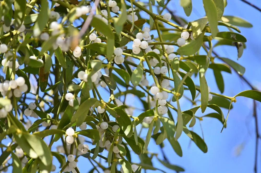 The menace of Mistletoe and how to take action.