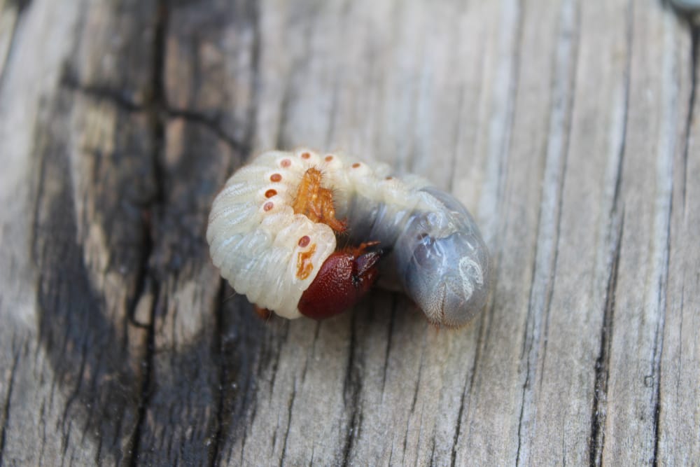 What you need to know about grubworm prevention.