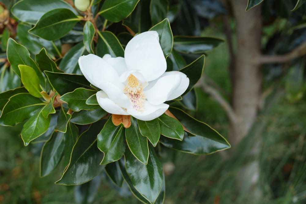 Magnolia tree disease and care in North Texas.