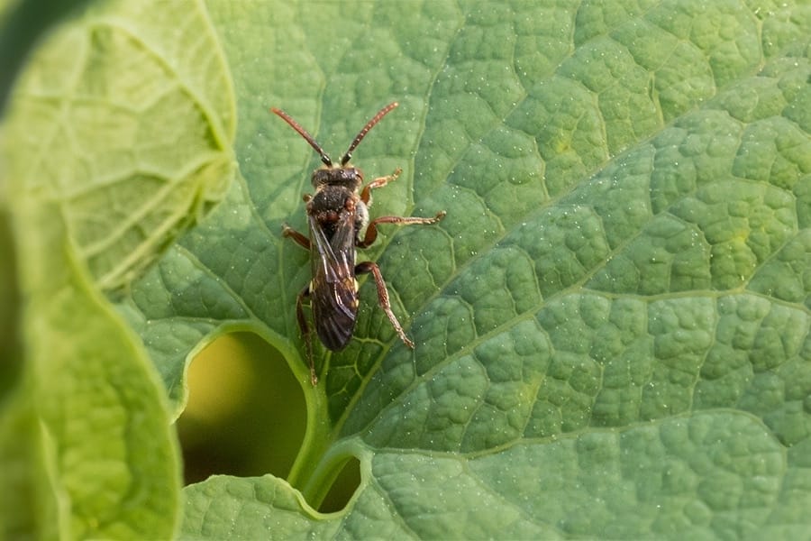 North Texas chinch bug pest in St. Augustine lawns.
