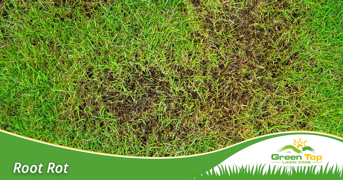 Treat root rot in North Texas.