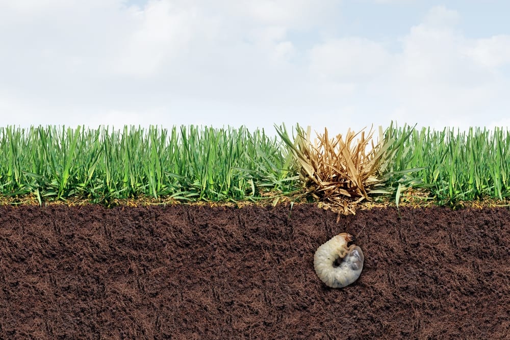 Tarrant County grub prevention strategies.