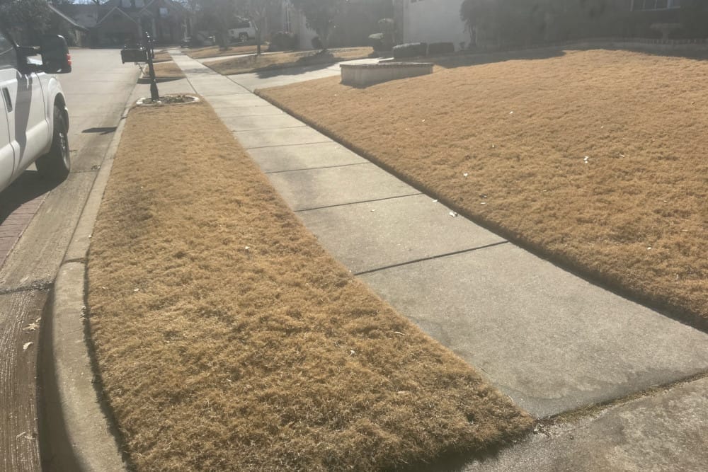 Tarrant County lawn care for dormant grass.