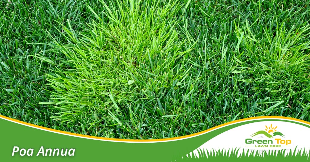 Why and How to Rid Your North Texas Lawn of Poa Annua  Green Top Lawn Care