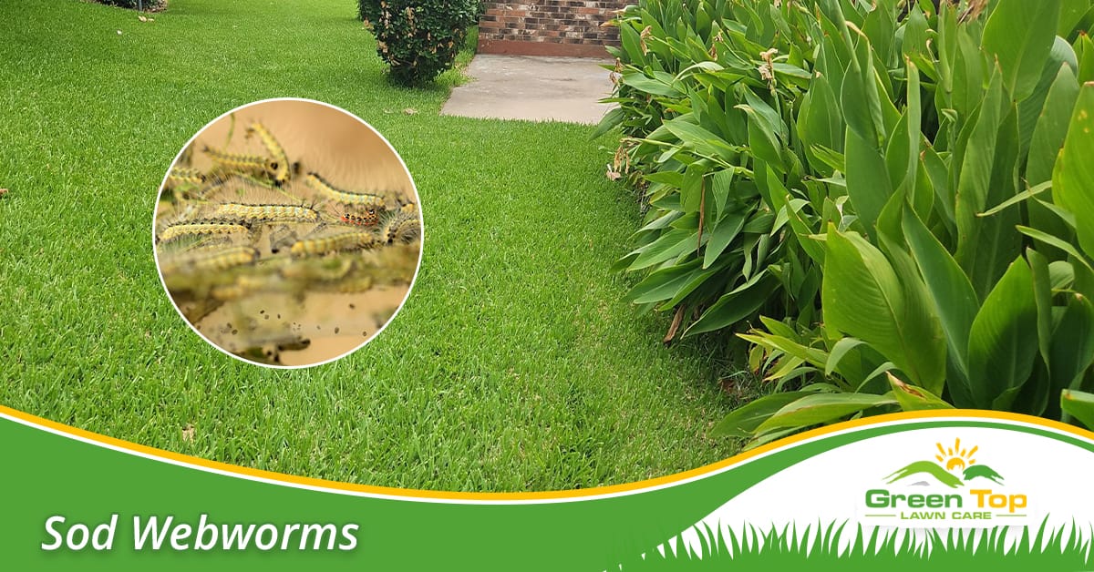 Sod webworm treatment in Tarrant County.