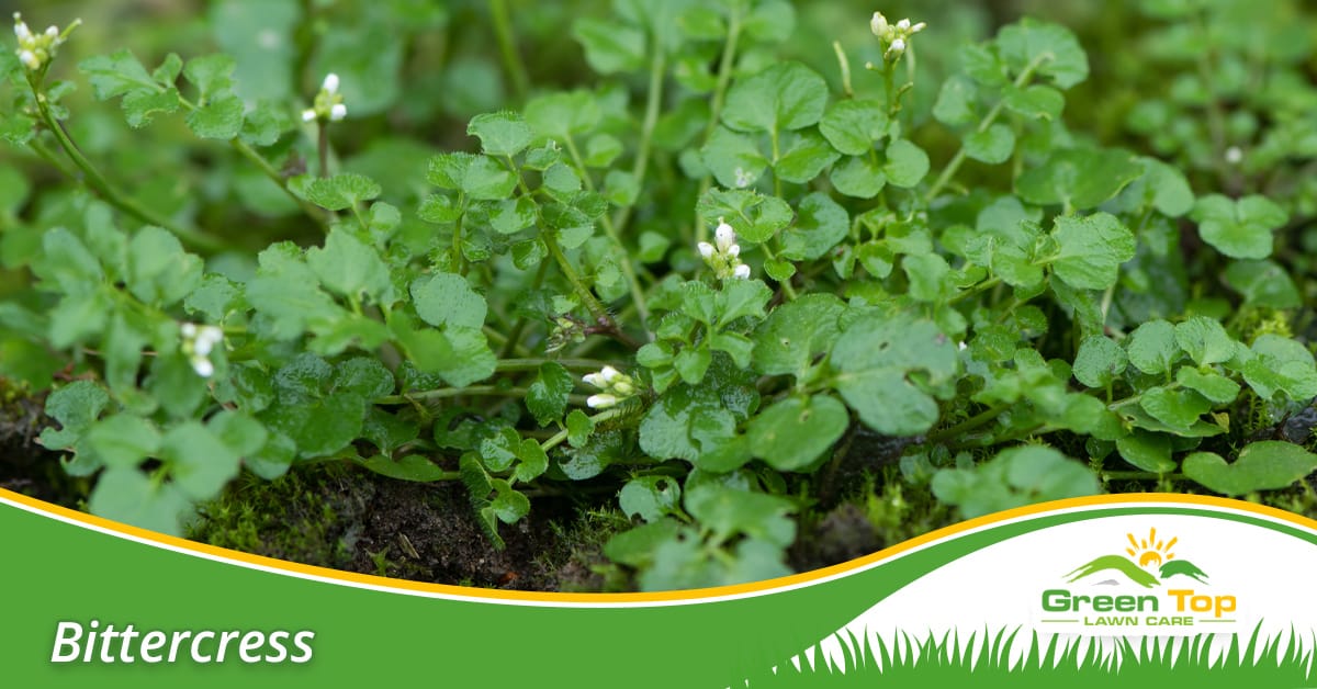 Bittercress weed prevention in North Texas.