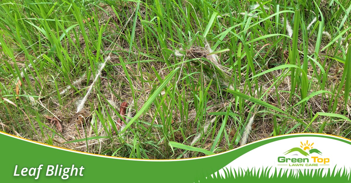 Professional lawn treatment for leaf blight disease.