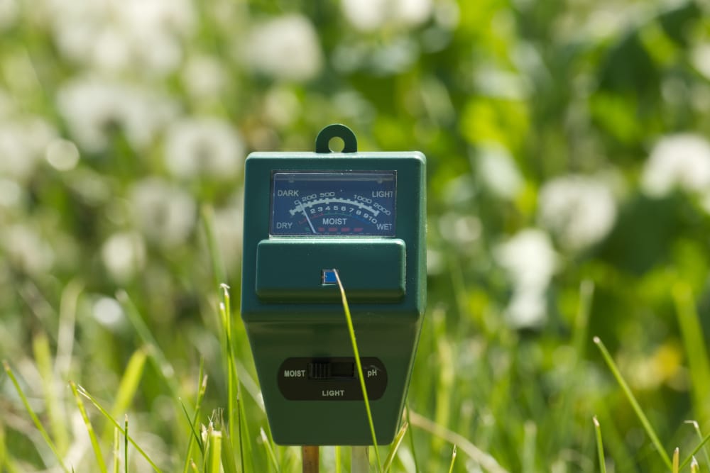 Get your soil ph levels tested for proper fertilization.
