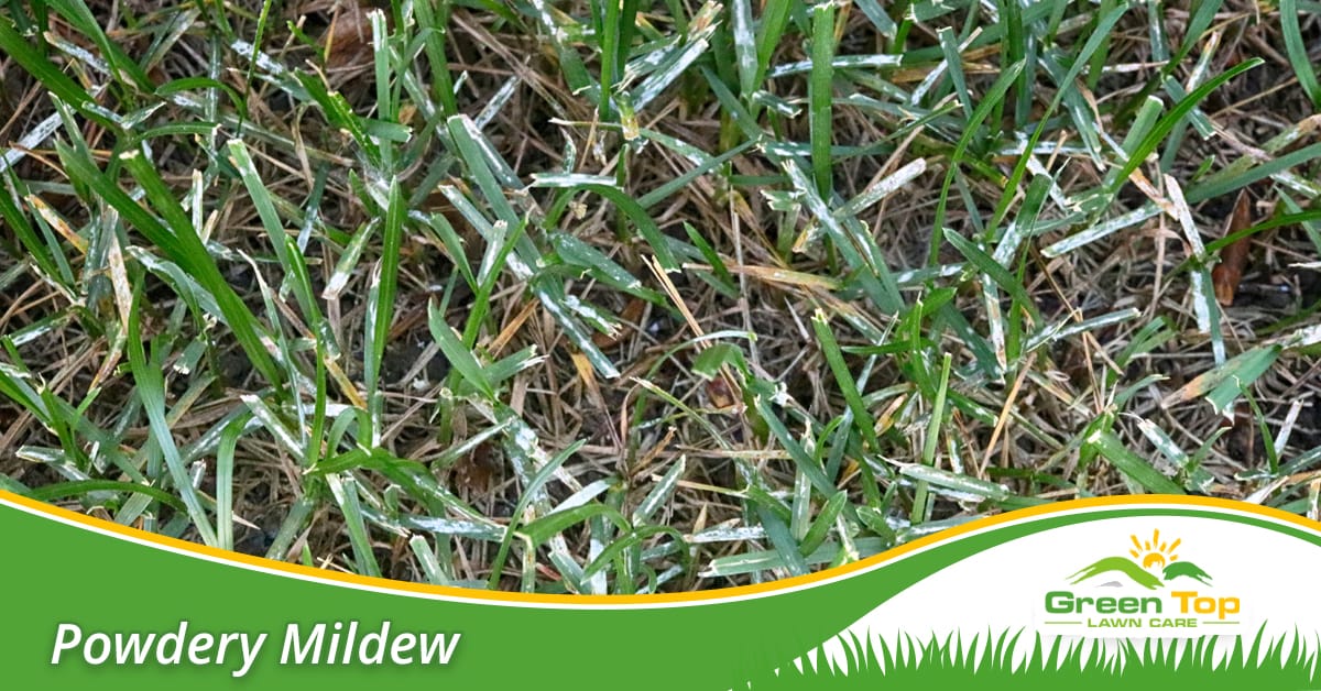 Powdery mildew prevention in North Texas.