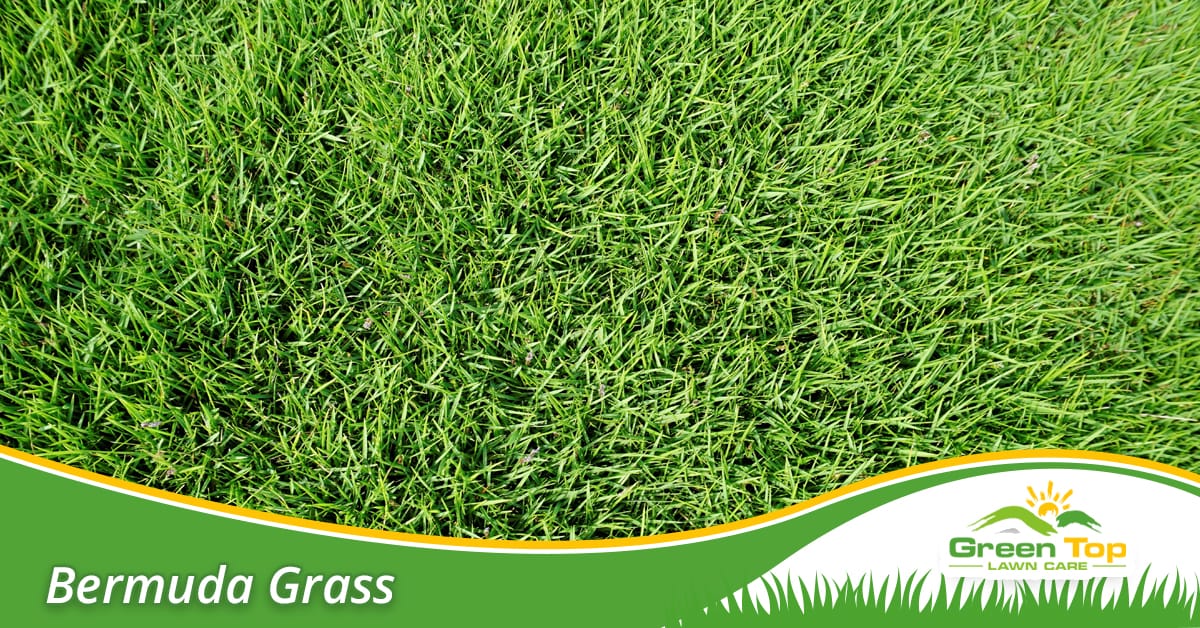 Healthy Bermuda grass lawn maintained with professional lawn care services in North Texas.
