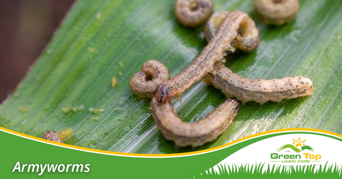 Professional armyworm treatment for North Texas lawns.