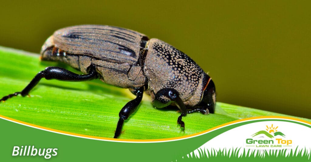 Billbug treatment in North Texas.