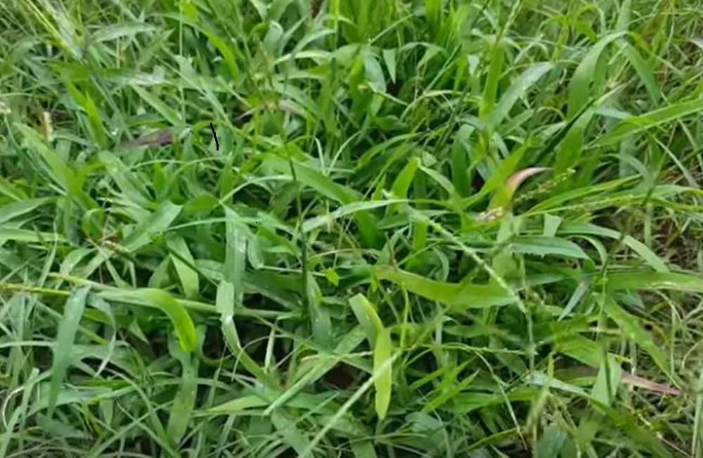 Ways to prevent and kill Crabgrass in your lawn.