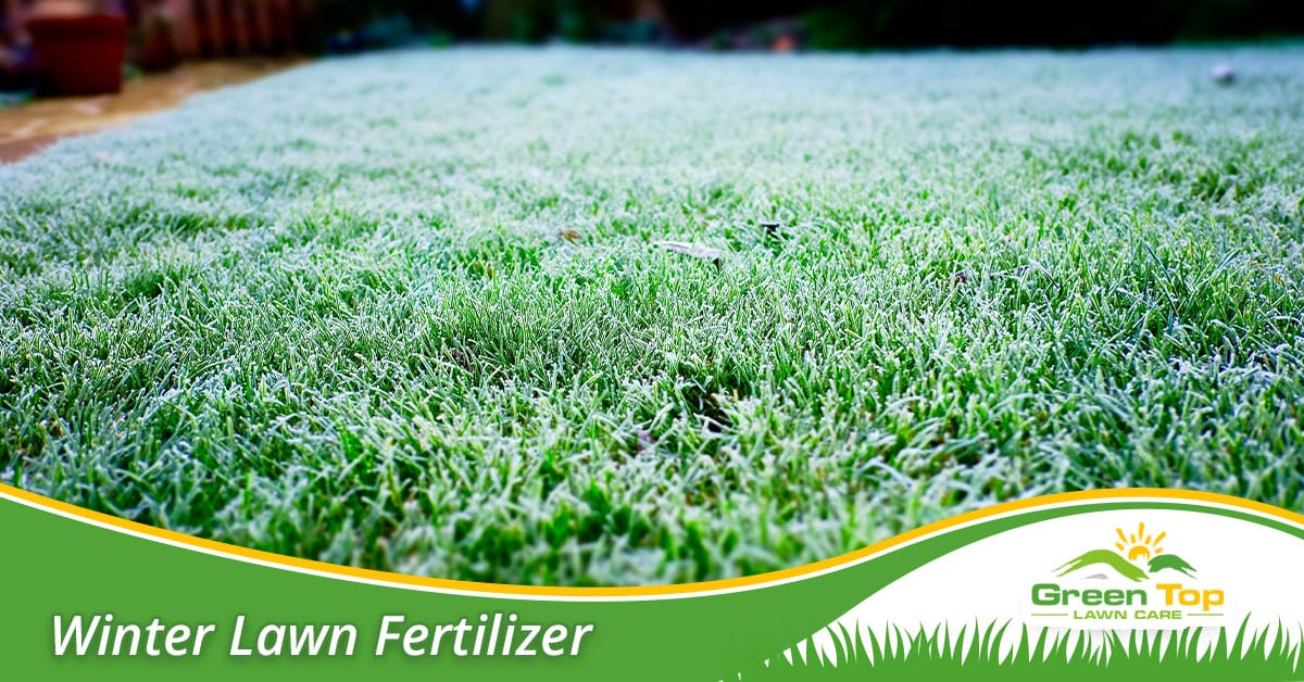 Winter lawn fertilizer in Euless, TX.