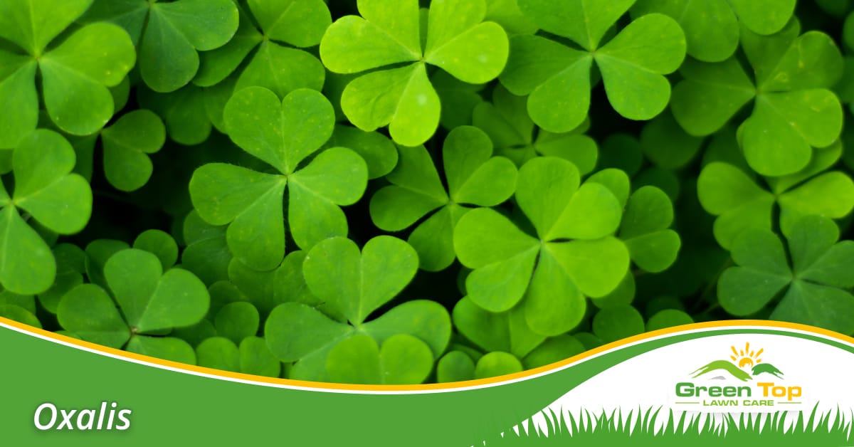 Prevent oxalis weeds in your North Texas lawn.