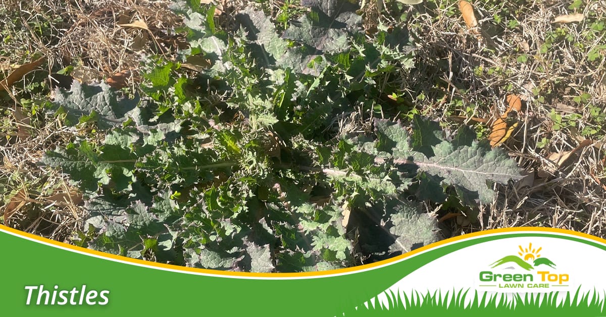 Thistle identification in North Texas lawns.