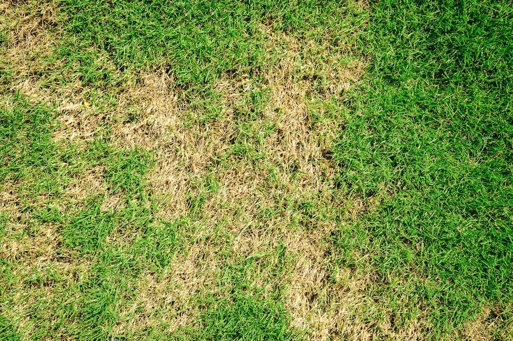 Lawn displaying symptoms of disease.