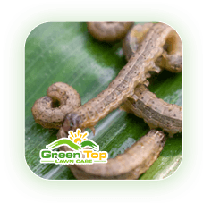 Armyworms feeding on grass, causing lawn damage, being treated by Green Top Lawn Care.