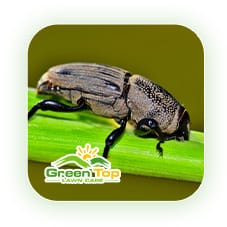 Billbug on grass blade causing lawn damage, being treated by Green Top Lawn Care.