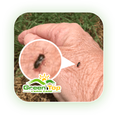 Chinch bugs damaging grass blades identified by Green Top Lawn Care.