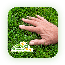 Green Top Lawn Care’s common grass types guide for healthy lawn maintenance.