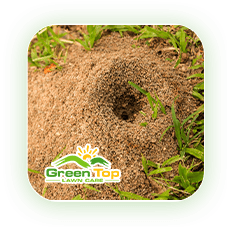 Fire ant mound in lawn requiring treatment from Green Top Lawn Care.