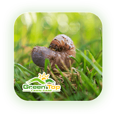 Grub worms in grass causing lawn damage, being treated by Green Top Lawn Care.