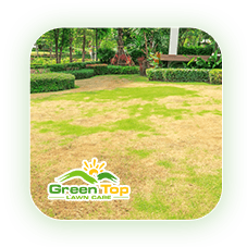 Green Top Lawn Care’s lawn-damaging diseases guide for protecting healthy turf.