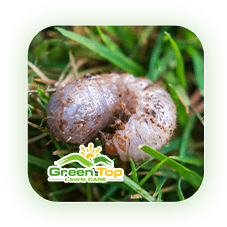 Green Top Lawn Care’s lawn-damaging insects resource page for pest control information.
