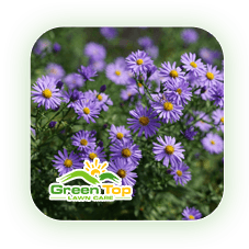 Aster lawn-damaging weed treated by Green Top Lawn Care.