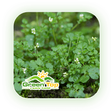 Bittercress lawn-damaging weed in turf treated by Green Top Lawn Care.