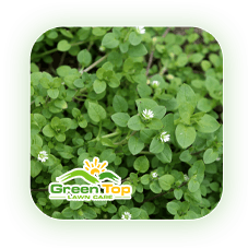 Chickweed lawn-damaging weed in turf treated by Green Top Lawn Care.