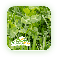 Clover lawn-damaging weed in turf treated by Green Top Lawn Care.
