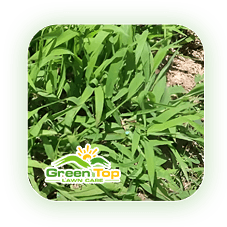 Crabgrass weed affecting lawn quality treated by Green Top Lawn Care.