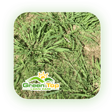 Dallisgrass weed overtaking turf treated by Green Top Lawn Care.